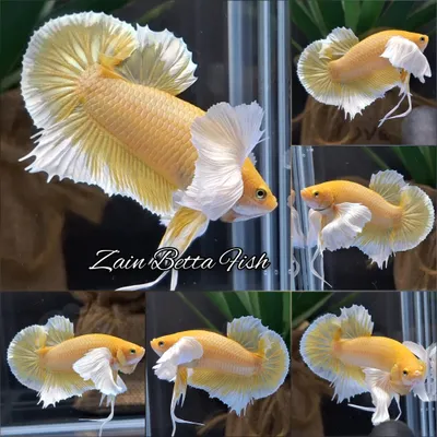 Buy Batman DTPK Betta Fish Male | Zain Betta from Largest Online